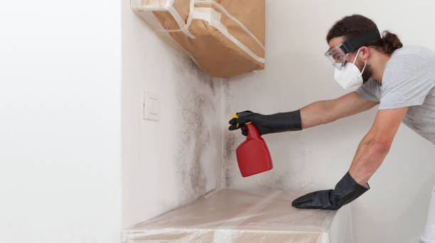 Professional Black Mold Removal technician working in Closter, NJ