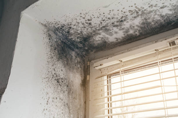 Affordable Basement Mold Removal solutions in Closter, NJ